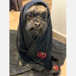 H�ndkl�de 55 x 90 cm. (S/M)