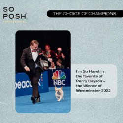 I�m So Harsh Shampoo 