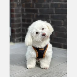 Quiltet Teddy step-in sele 