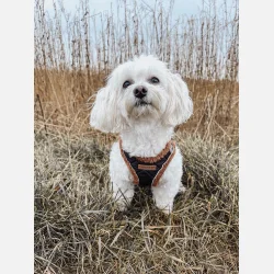 Quiltet Teddy step-in sele 